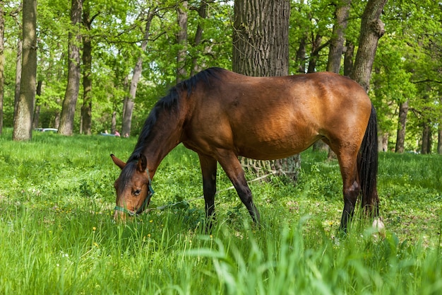 Un cavallo mangia un'erba verde sul prato