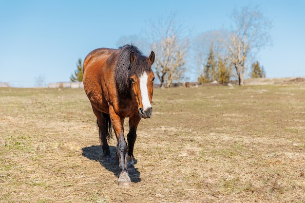 Un cavallo marrone cammina attraverso un campo