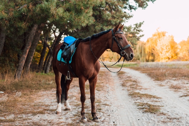 Un cavallo marrone cammina nella foresta autunnale