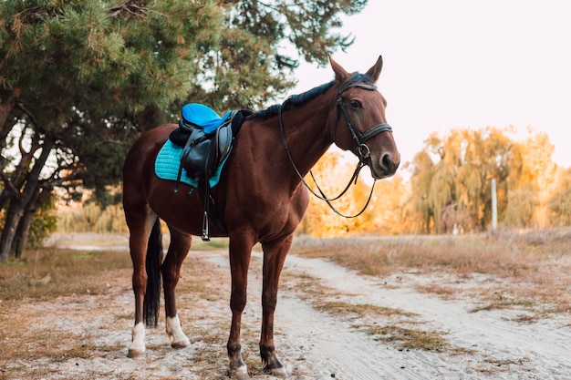 Un cavallo marrone cammina nella foresta autunnale