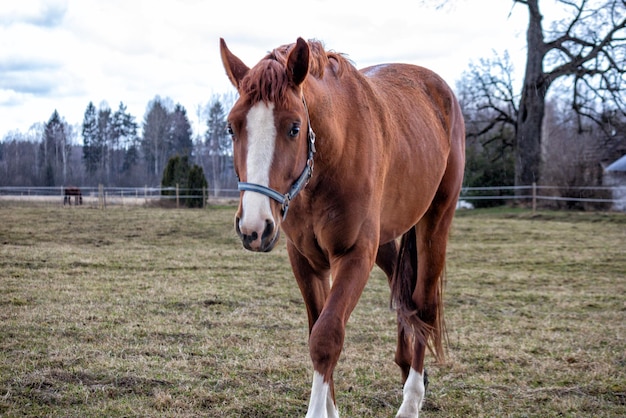 Un cavallo marrone con una striscia bianca sul muso