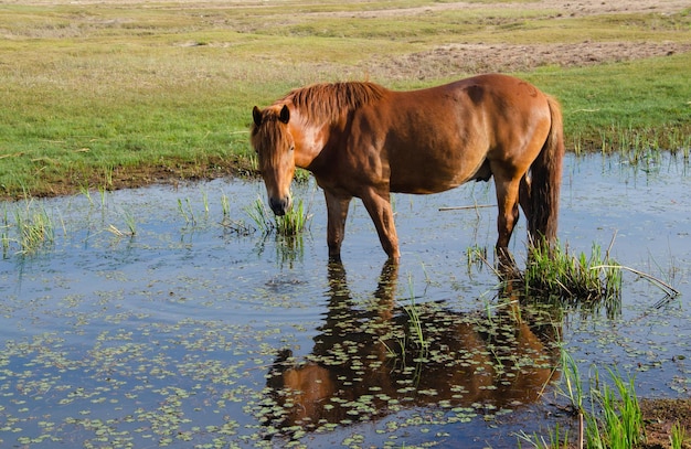 Un cavallo marrone si trova in una palude e si riflette magnificamente nell'acqua