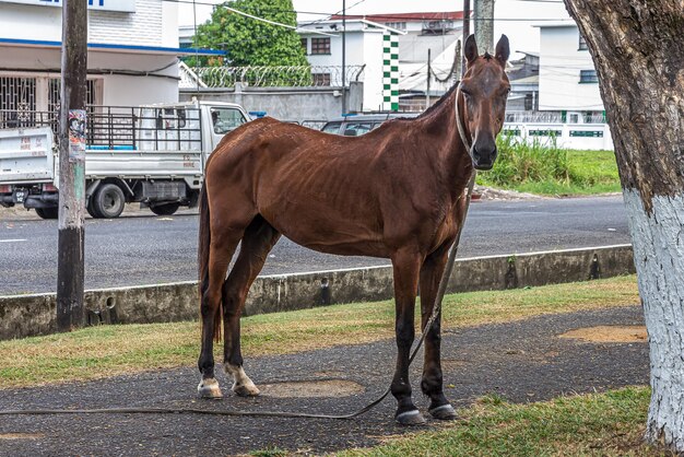 Un cavallo marrone sulla strada principale di Georgetown