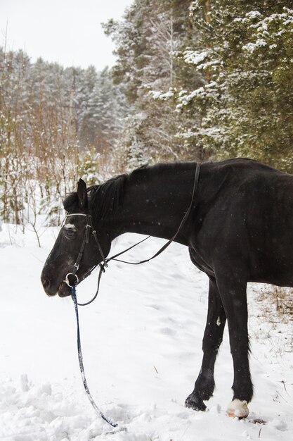 Un cavallo nei boschi invernali