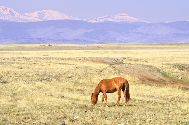 Un cavallo nella steppa del Kurai Un animale domestico pascola tra l'erba secca in primavera