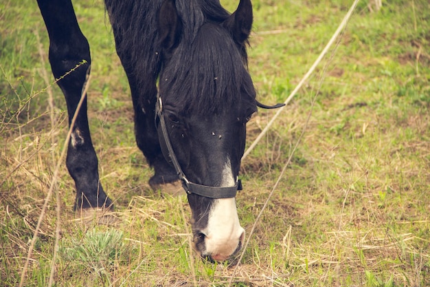 Un cavallo nero con una criniera leggera sfiora al guinzaglio nella steppa