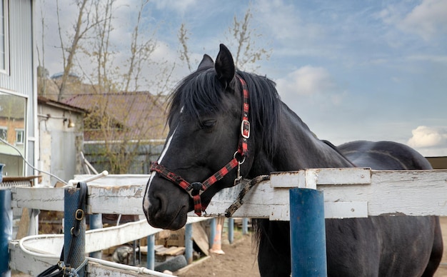 Un cavallo nero in un paddock in un allevamento di cavalli Animali per hobby