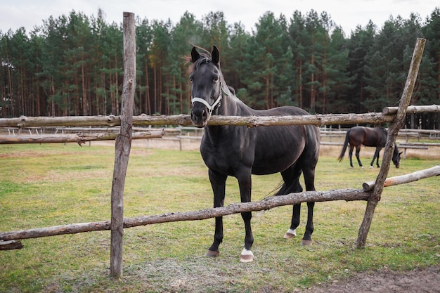 Un cavallo nero sta dietro una staccionata di legno in una voliera sullo sfondo di una foresta verde