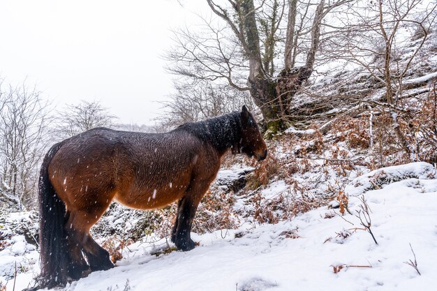 Un cavallo selvaggio accanto ai faggi nella foresta del Monte Aizkorri a Gipuzkoa. Paesaggio innevato da nevicate invernali