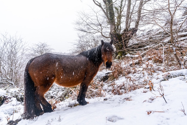 Un cavallo selvaggio accanto ai faggi nella foresta del Monte Aizkorri a Gipuzkoa. Paesaggio innevato da nevicate invernali