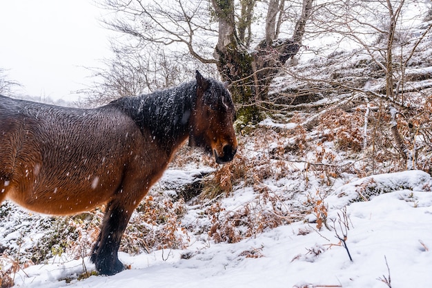 Un cavallo selvaggio accanto ai faggi nella foresta del Monte Aizkorri a Gipuzkoa. Paesaggio innevato da nevicate invernali