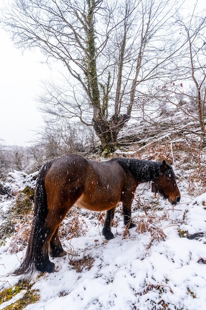 Un cavallo selvaggio accanto ai faggi nella foresta del Monte Aizkorri a Gipuzkoa. Paesaggio innevato da nevicate invernali