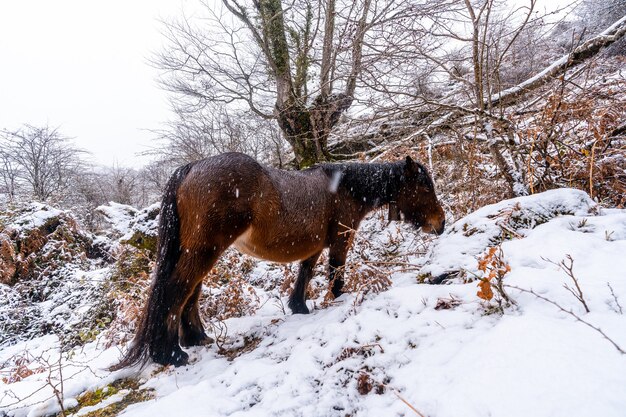 Un cavallo selvaggio accanto ai faggi nella foresta del Monte Aizkorri a Gipuzkoa. Paesaggio innevato da nevicate invernali