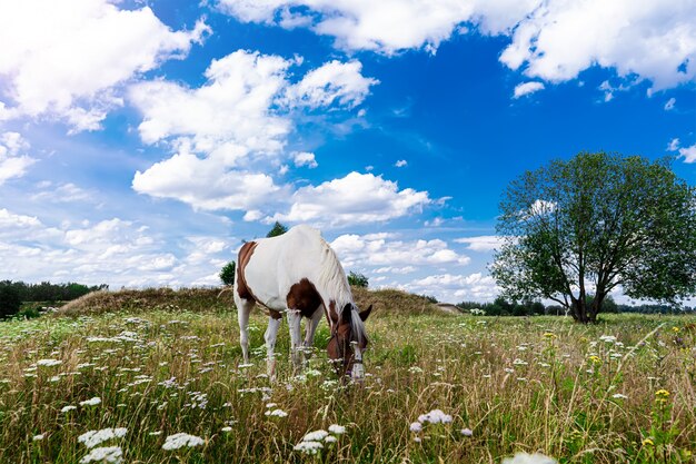 Un cavallo sfiora in un prato contro un cielo blu