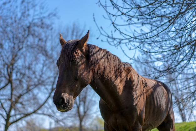 Un cavallo sta contro il cielo