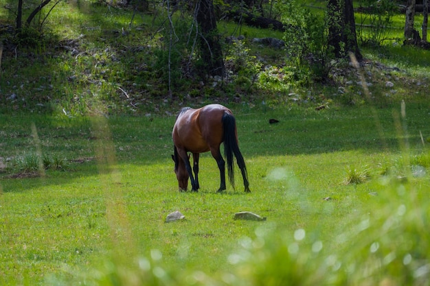 Un cavallo sta pascolando in un campo con un campo erboso sullo sfondo.