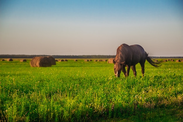 Un cavallo su un campo verde