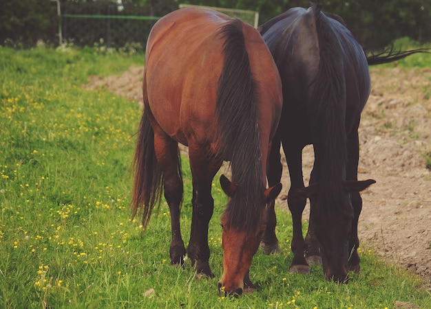 Un cavallo sull'erba, ora legale