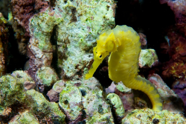 Un cavalluccio marino femmina kuda giallo nelle Filippine