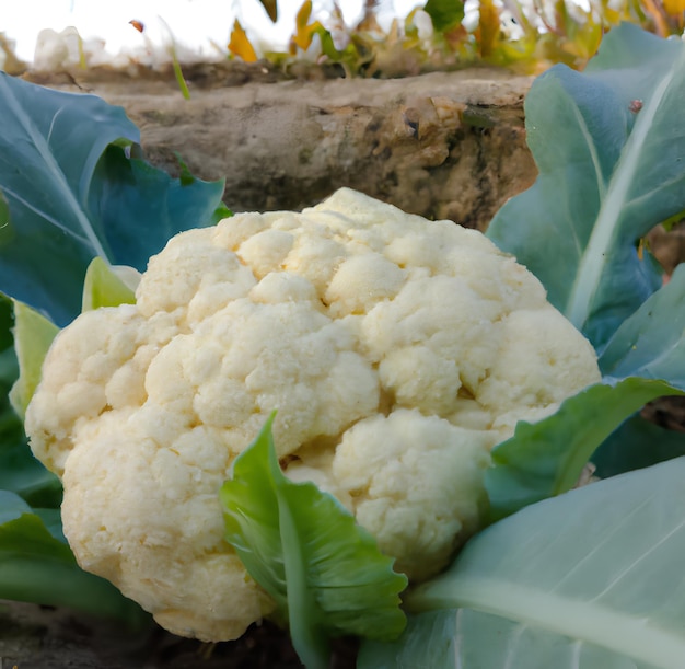 Un cavolfiore sta crescendo nel terreno.