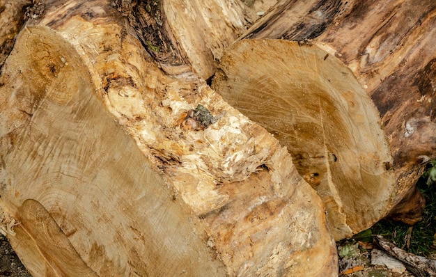 Un ceppo d'albero con sopra una pallina verde