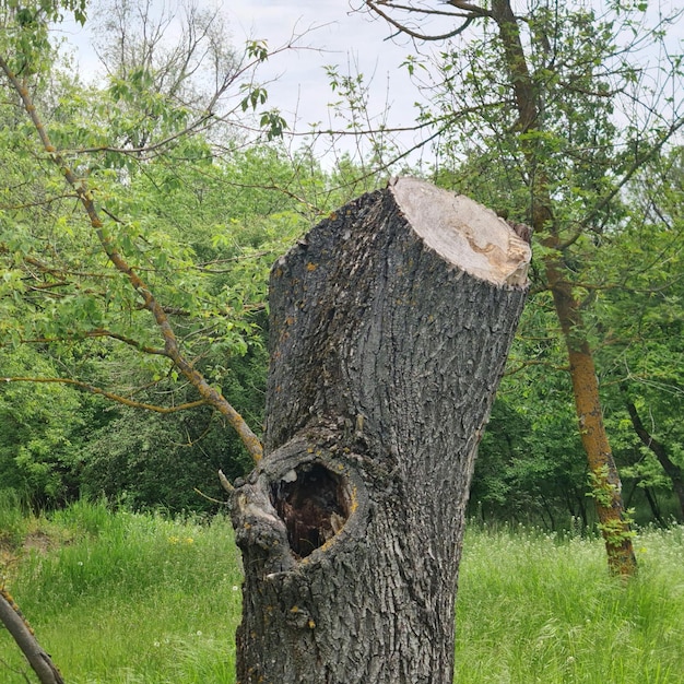 Un ceppo d'albero con un buco nel mezzo