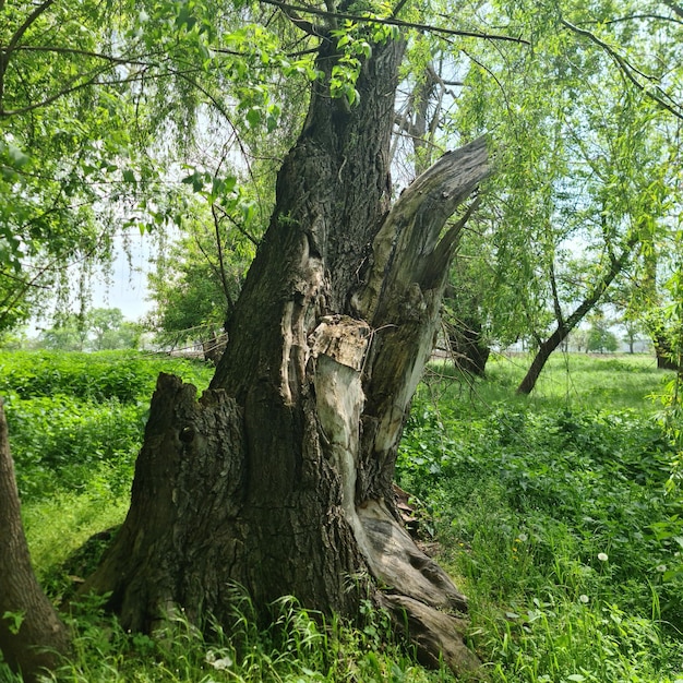 Un ceppo d'albero con una faccia sopra e il tronco ha un nodo sopra.