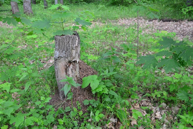 Un ceppo di albero con un buco nella foresta isolato con foglie verdi intorno