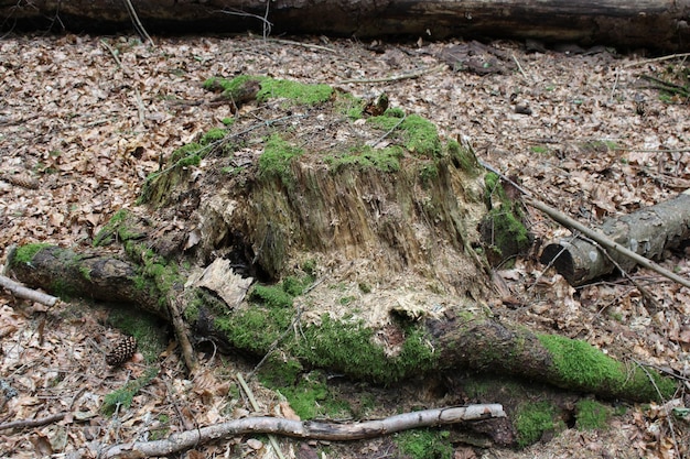 Un ceppo di albero coperto di muschio