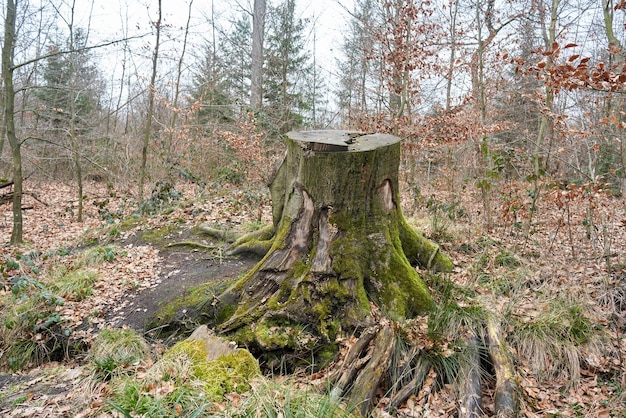 Un ceppo di albero nel bosco