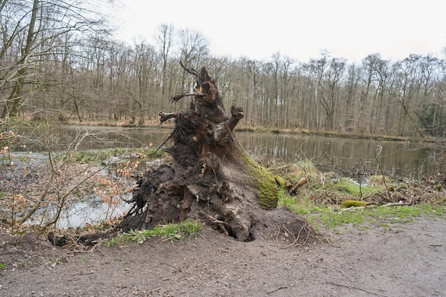 Un ceppo di albero nel bosco