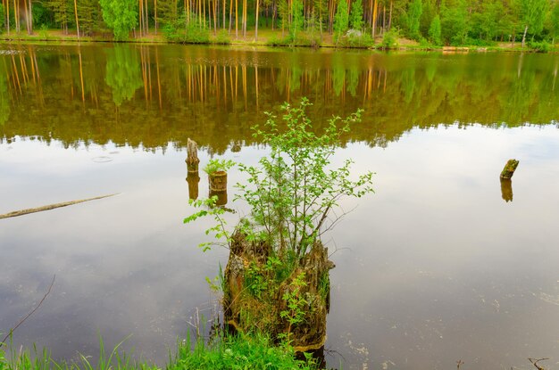 Un ceppo di albero nell'acqua con il riflesso degli alberi nell'acqua.
