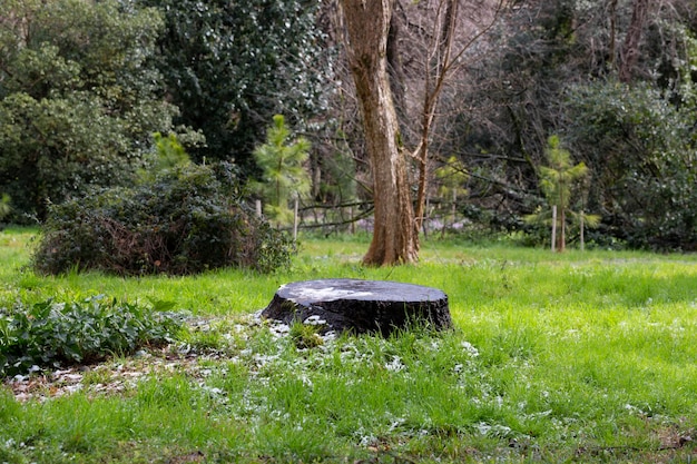 Un ceppo in una foresta verde all'inizio della primavera Resti di neve sono visibili sull'erba marzo