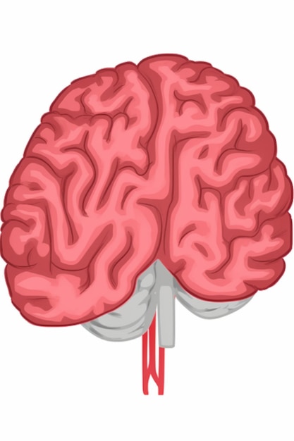 Un cervello con l'angolo in alto a sinistra e l'angolo in basso a destra.