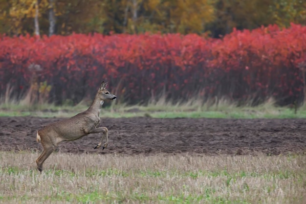 Un cervo attraversa un campo con un albero rosso sullo sfondo.