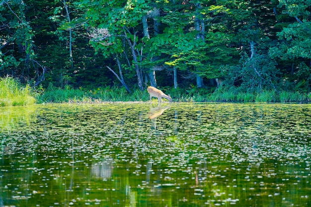 Un cervo che sembra piccolo dall'altra parte del lago