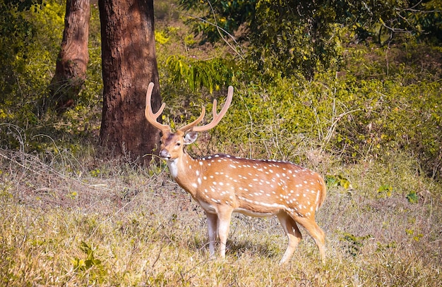 Un cervo è in piedi nell'erba e gli alberi sono verdi.