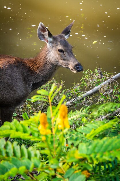 Un cervo femmina nella foresta