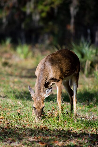 Un cervo in piedi in un campo