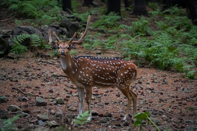 Un cervo in piedi in una foresta