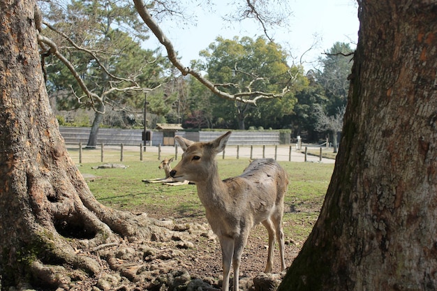 un cervo in piedi nel campo