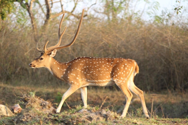 Un cervo in piedi nella foresta