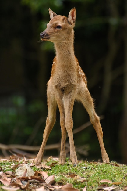 Un cervo in piedi su un campo