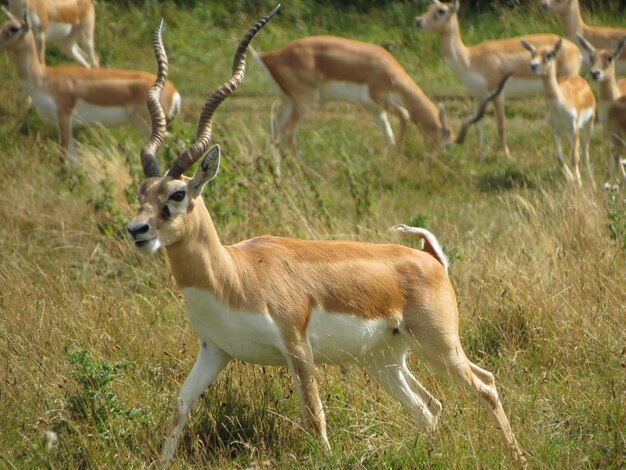 Un cervo in piedi sul campo