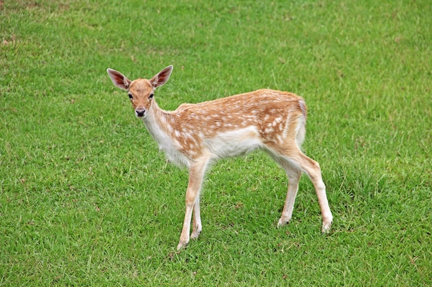 Un cervo in un campo con erba verde