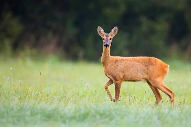 Un cervo in un campo in Francia