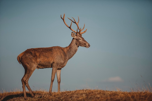 Un cervo si trova su una collina nel deserto