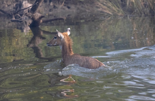 Un cervo sta nuotando nell'acqua.