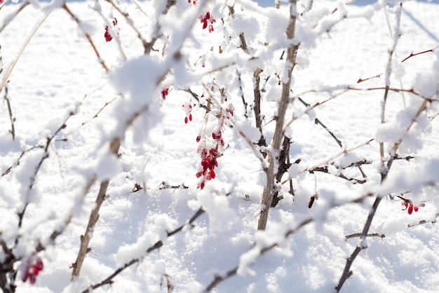 Un cespuglio con bacche rosse spruzzate di neve soffice in una giornata di sole e gelo