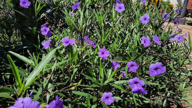 Un cespuglio con bellissimi fiori viola 02